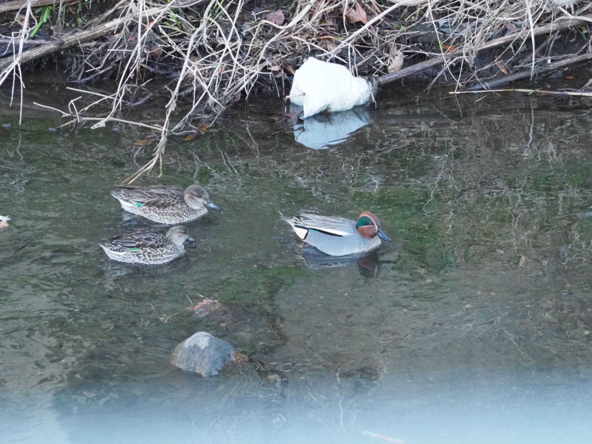 Photo of Eurasian Teal at 沼津市 東間門 by km