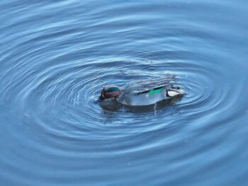 Eurasian Teal 沼津市 東間門 Wed, 1/12/2022