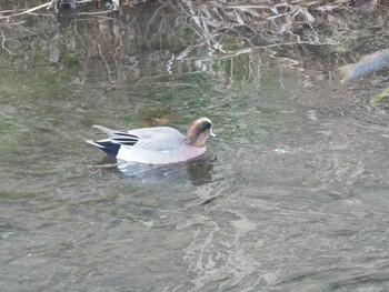 Eurasian Wigeon 沼津市 東間門 Wed, 1/12/2022