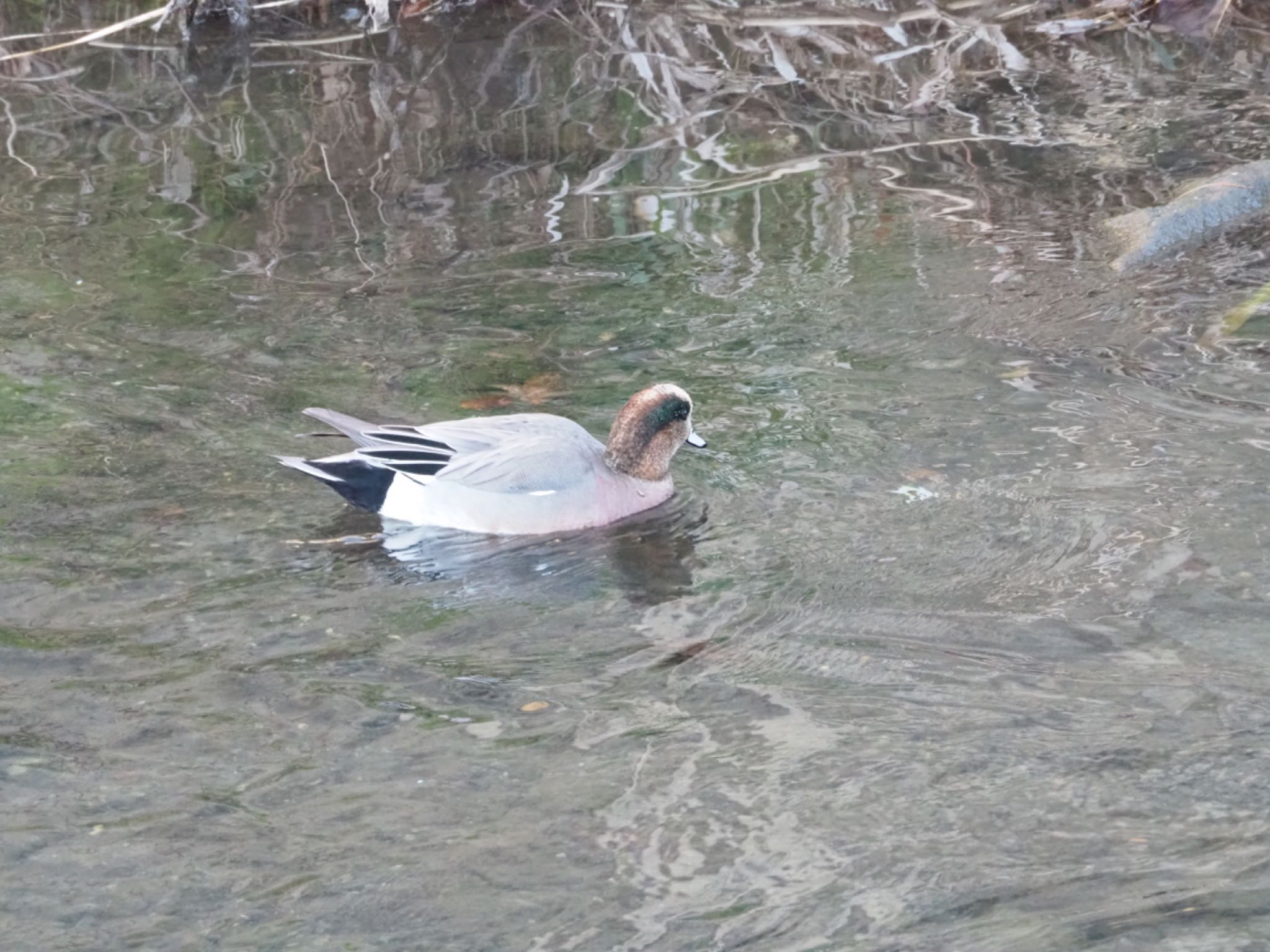 Eurasian Wigeon