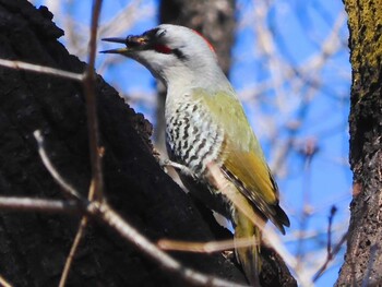 Japanese Green Woodpecker Komiya Park Wed, 1/12/2022