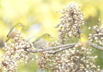 メジロ 山口県 2022年1月10日(月)