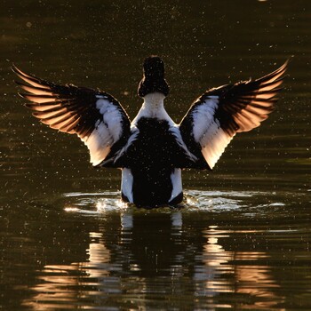 Common Goldeneye Unknown Spots Sat, 1/8/2022