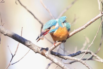 カワセミ 石神井公園 2022年1月12日(水)