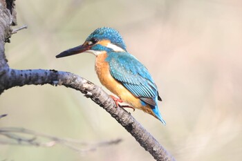 カワセミ 石神井公園 2022年1月12日(水)