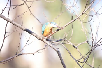 カワセミ 石神井公園 2022年1月12日(水)