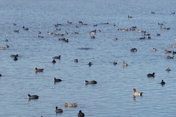 2022年1月7日(金) 江津湖の野鳥観察記録