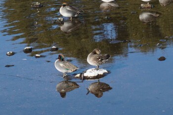 Eurasian Teal 江津湖 Fri, 1/7/2022