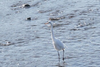 Medium Egret 江津湖 Fri, 1/7/2022