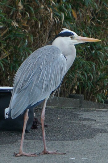 Grey Heron 江津湖 Fri, 12/24/2021