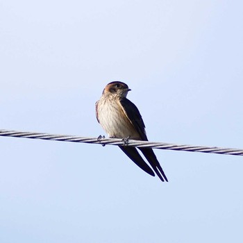 Red-rumped Swallow 奈良県奈良市 Sat, 7/22/2017