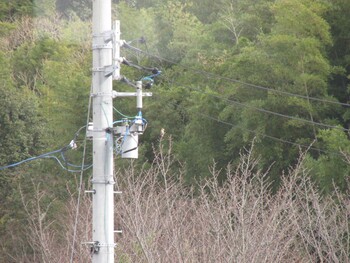 シメ 三重県四日市市 2022年1月12日(水)