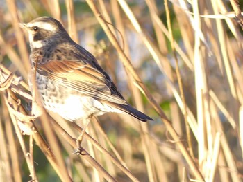 2022年1月12日(水) 松戸の野鳥観察記録