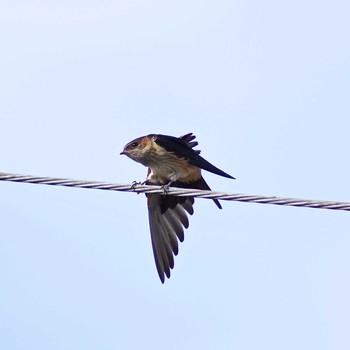 Red-rumped Swallow 奈良県奈良市 Sat, 7/22/2017