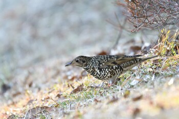 トラツグミ 東京都立桜ヶ丘公園(聖蹟桜ヶ丘) 2022年1月2日(日)