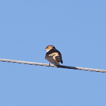 Red-rumped Swallow 奈良県奈良市 Sat, 7/22/2017