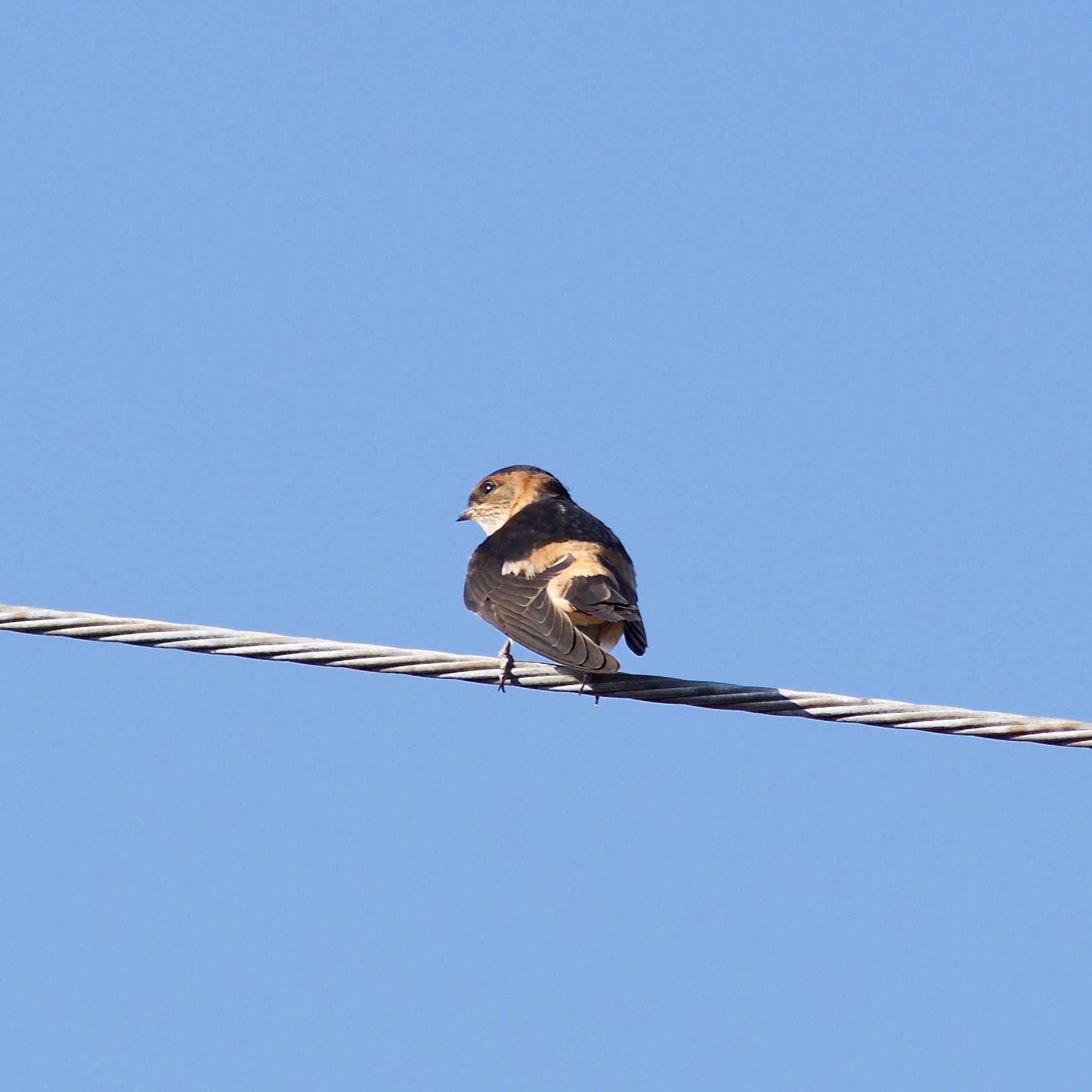 Photo of Red-rumped Swallow at 奈良県奈良市 by veritas_vita