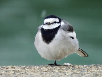 Wed, 1/12/2022 Birding report at 武庫川