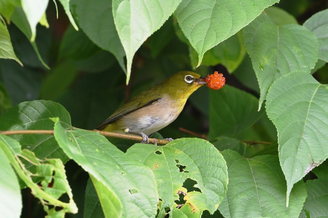 Photo of Warbling White-eye at  by Dision