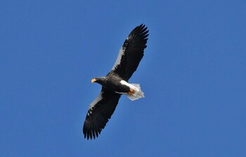 オオワシ 場所が不明 撮影日未設定