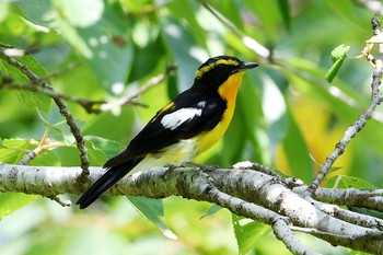 Narcissus Flycatcher Unknown Spots Sat, 7/1/2017