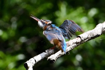 Common Kingfisher Unknown Spots Sat, 7/15/2017