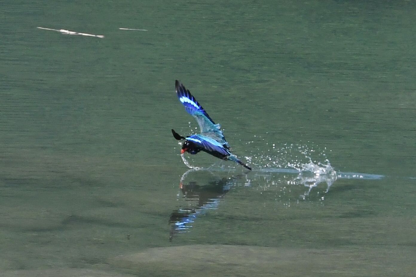 Photo of Oriental Dollarbird at  by Dision