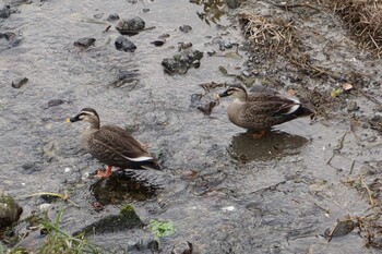 Eastern Spot-billed Duck 江津湖 Sun, 1/9/2022