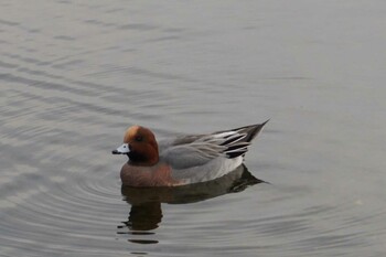 Eurasian Wigeon 江津湖 Sun, 1/9/2022