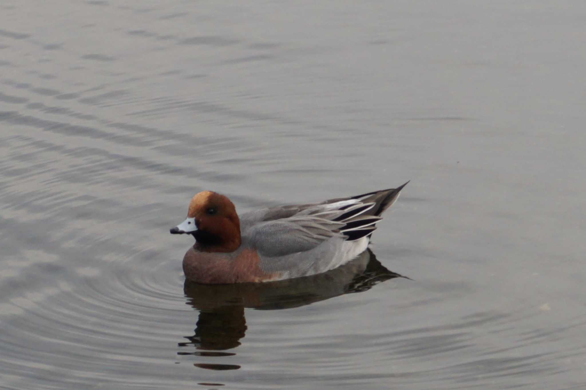 Photo of Eurasian Wigeon at 江津湖 by Joh