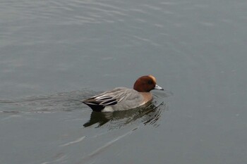 Eurasian Wigeon 江津湖 Sun, 1/9/2022