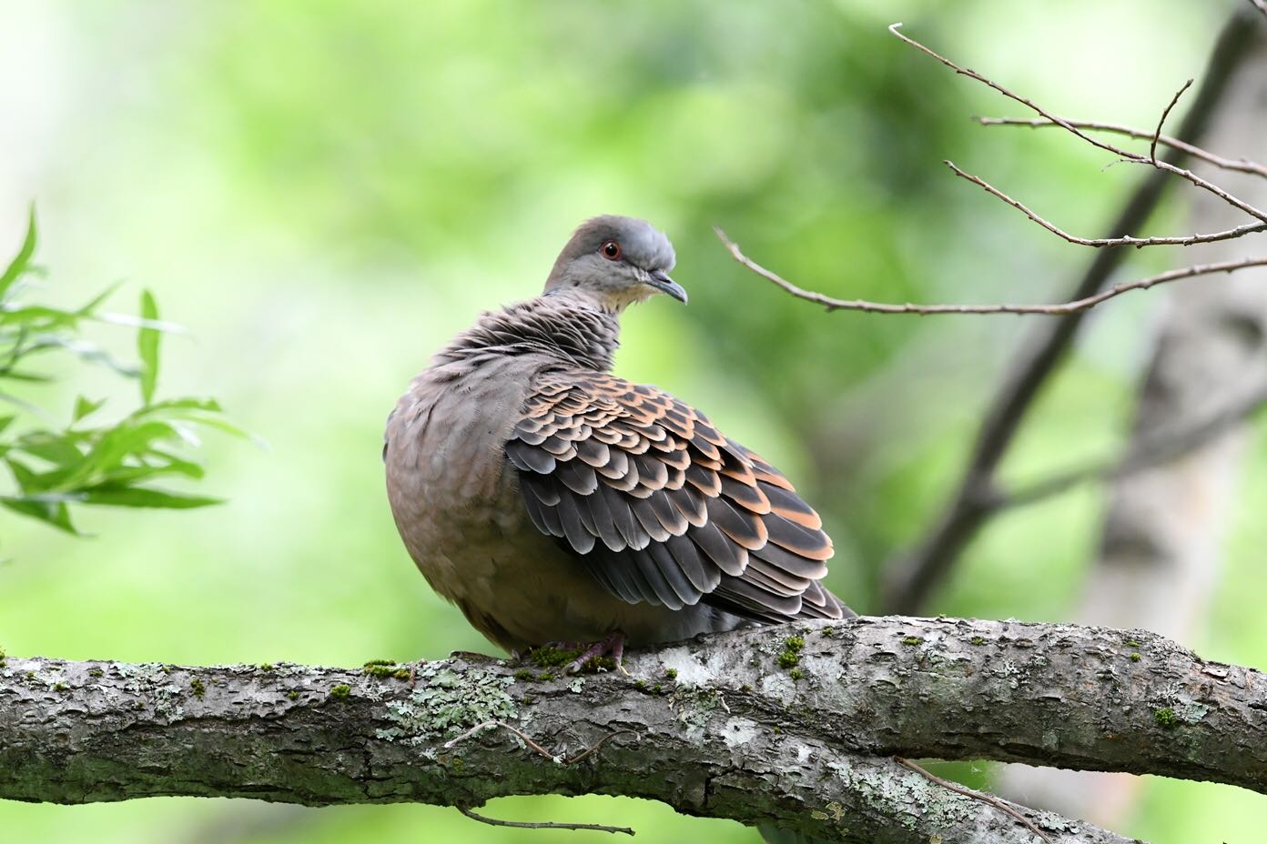 Photo of Oriental Turtle Dove at  by Dision