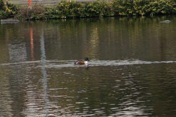 Northern Shoveler 江津湖 Sun, 1/9/2022