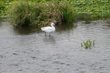 Little Egret 江津湖 Sun, 1/9/2022