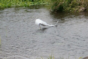 Little Egret 江津湖 Sun, 1/9/2022