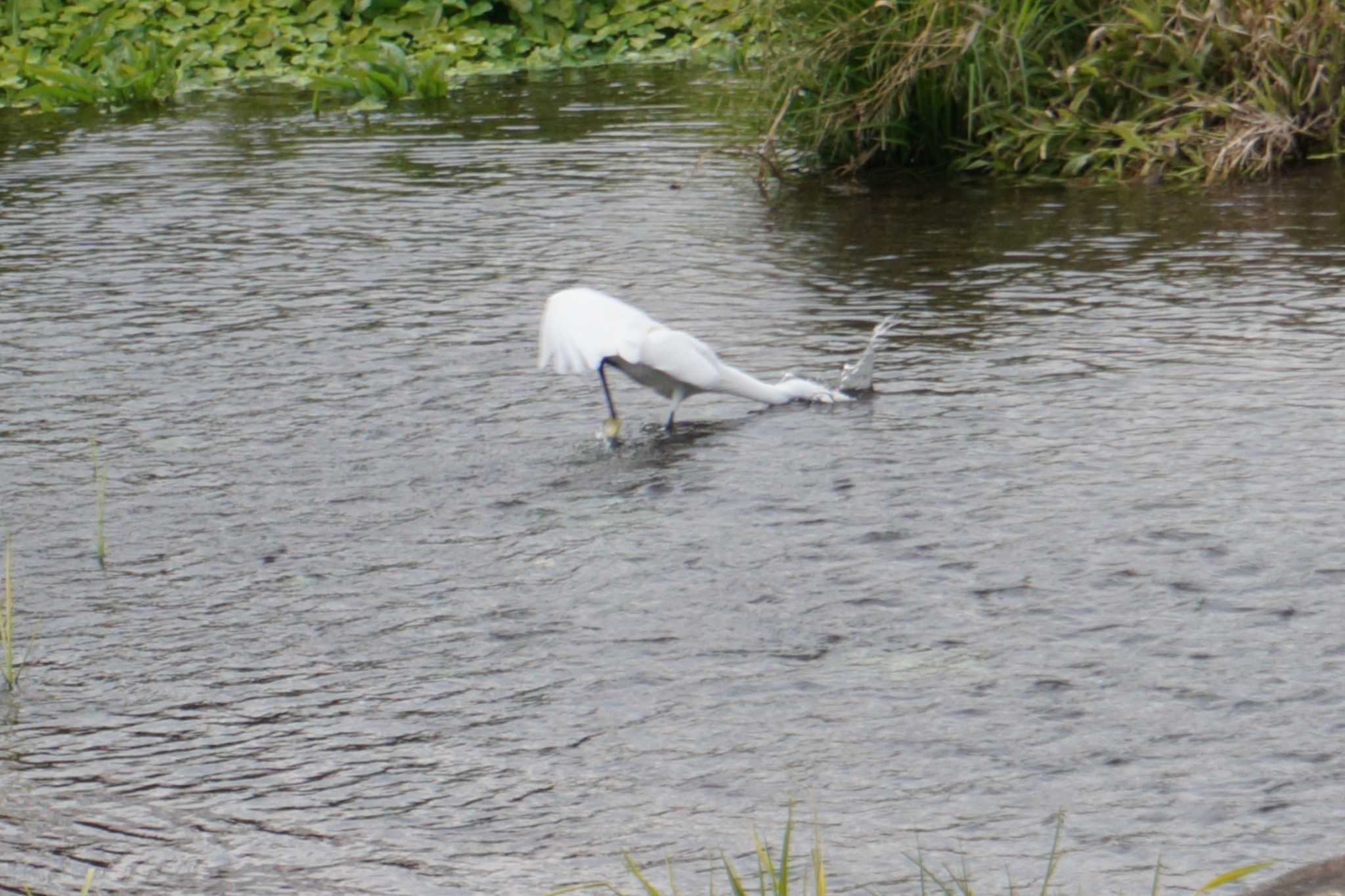 Photo of Little Egret at 江津湖 by Joh