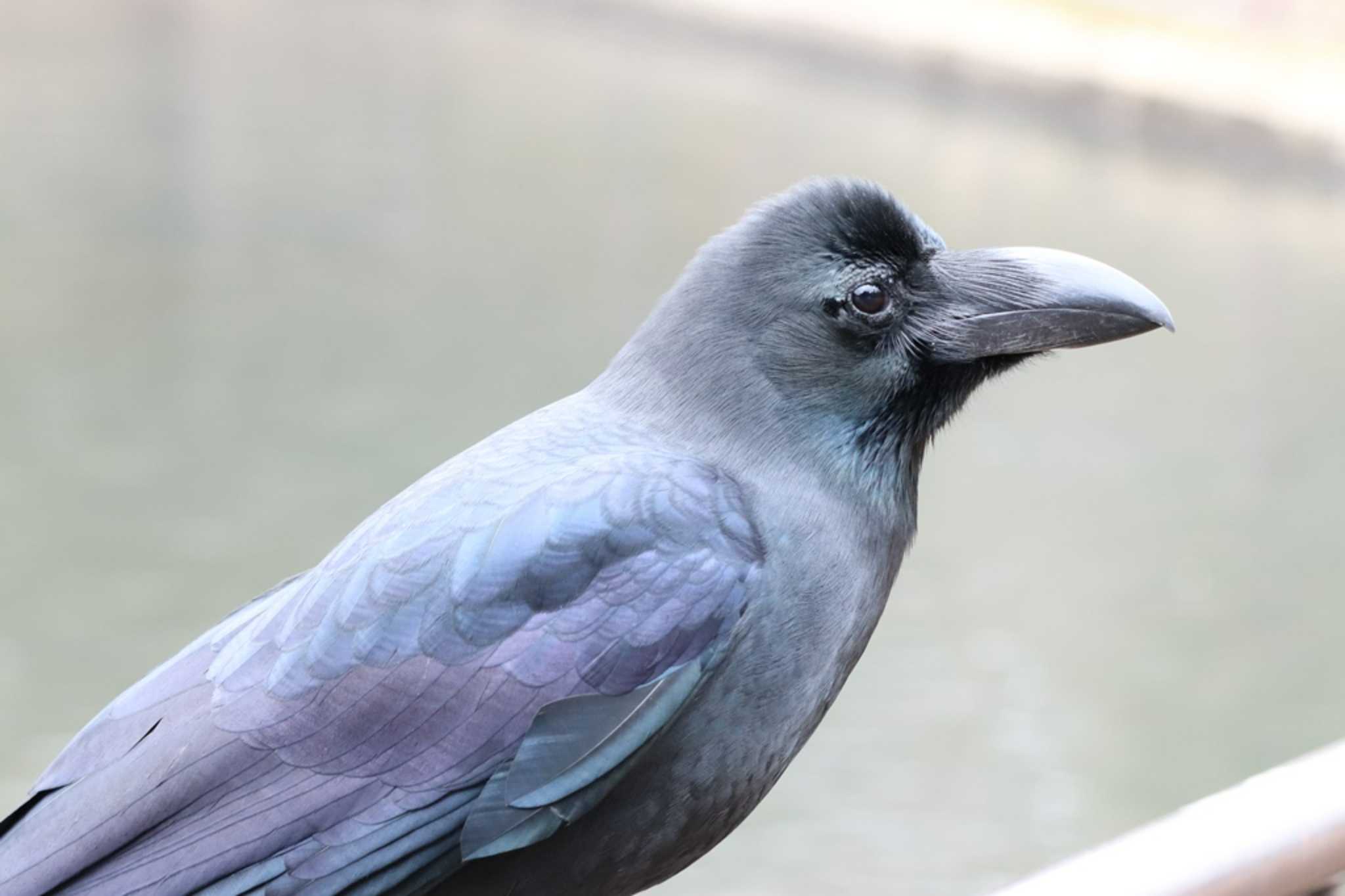 こども自然公園 (大池公園/横浜市) ハシブトガラスの写真 by アカウント7291