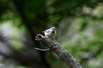 Eurasian Nuthatch Unknown Spots Tue, 7/18/2017