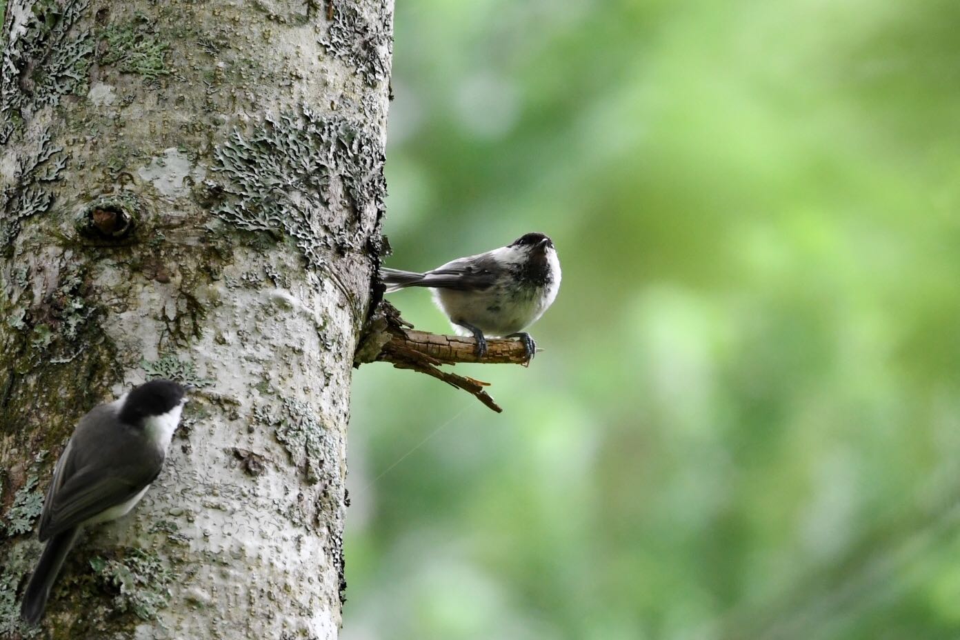 Photo of Willow Tit at  by Dision