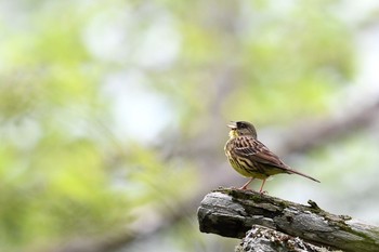 アオジ 場所が不明 2017年7月18日(火)