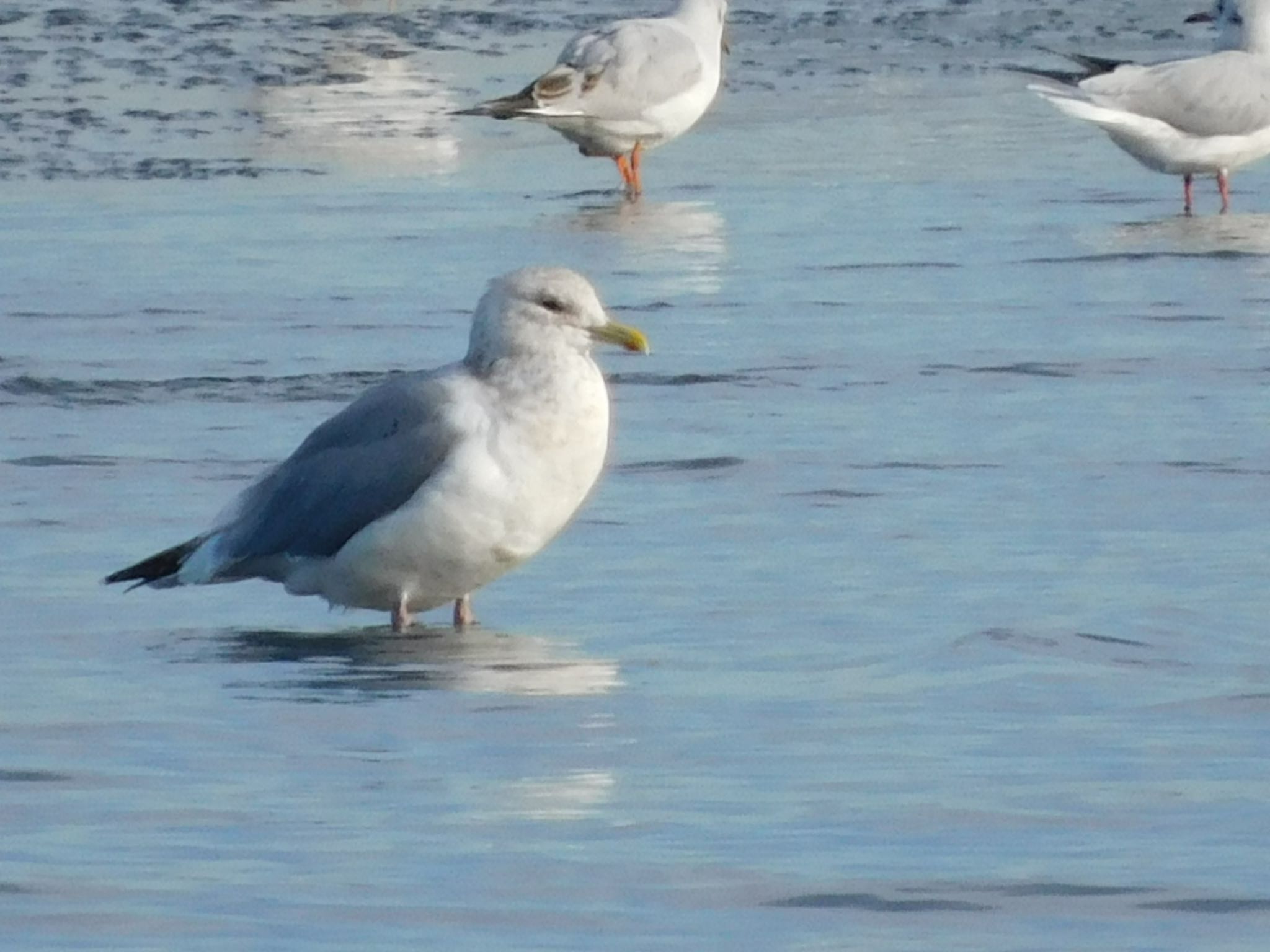 ふなばし三番瀬海浜公園 セグロカモメの写真 by ucello