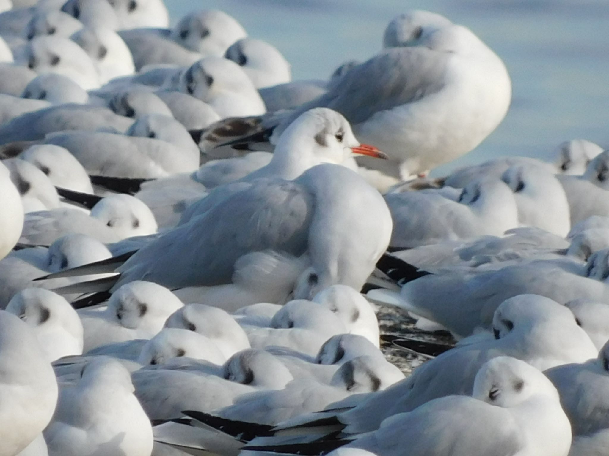 ふなばし三番瀬海浜公園 ユリカモメの写真 by ucello