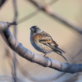 Brambling 武庫川 Sat, 1/8/2022