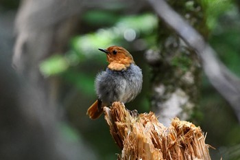 Japanese Robin Unknown Spots Wed, 7/19/2017