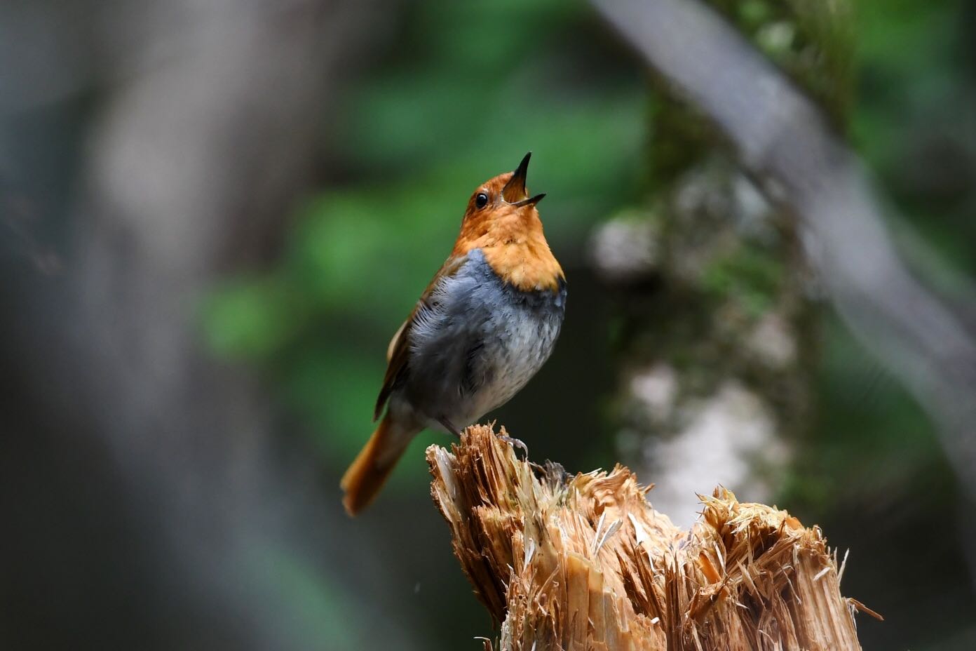 Photo of Japanese Robin at  by Dision
