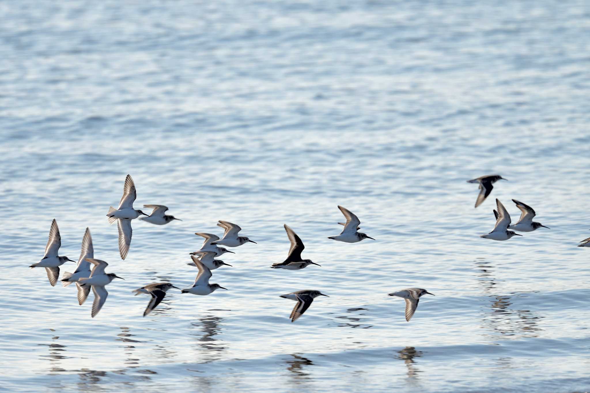 Dunlin