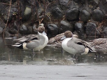 2022年1月11日(火) 石神井公園の野鳥観察記録