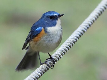 2022年1月10日(月) 不動ヶ池の野鳥観察記録