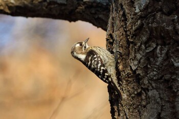 Japanese Pygmy Woodpecker 平谷川 Mon, 1/10/2022