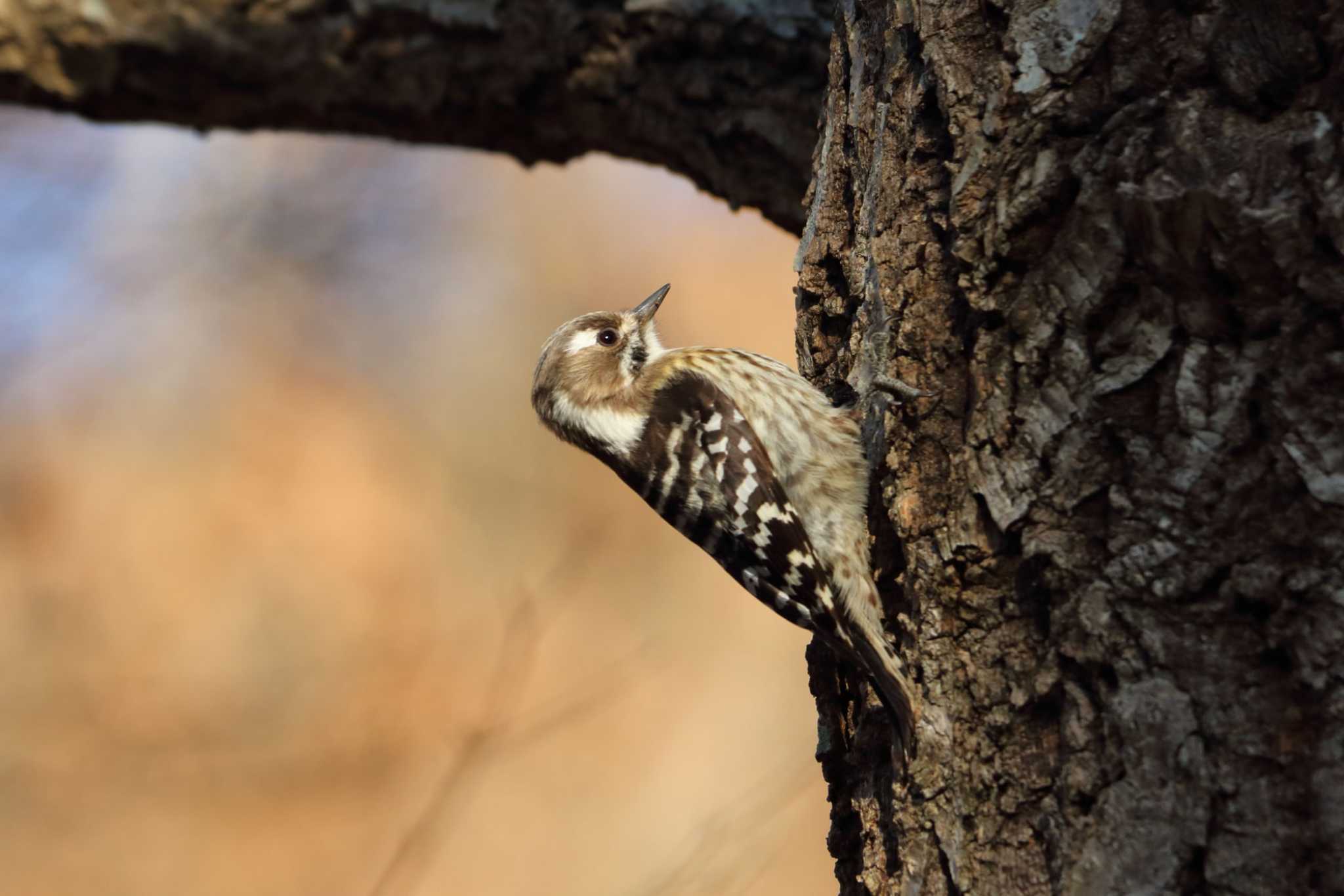 Photo of Japanese Pygmy Woodpecker at 平谷川 by いわな